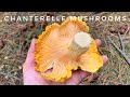 Chanterelle Mushroom Hunt - Pacific Northwest | Our BEST Season Yet!