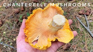 Chanterelle Mushroom Hunt - Pacific Northwest | Our BEST Season Yet!