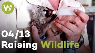 Penguin, Wildcat & Warthog | Raising Wildlife (4/13)