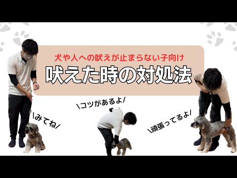 犬を他の子犬に慣れさせる方法
