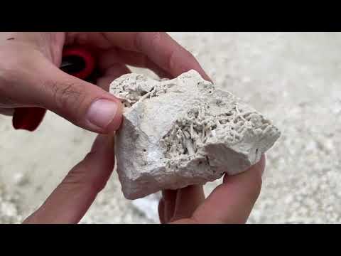 Denmark Part 8 - Exploring Fossils at Faxe Kalkbrud