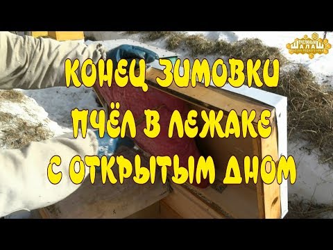 КОНЕЦ ЗИМОВКИ ПЧЁЛ В ЛЕЖАКЕ С ОТКРЫТЫМ ДНОМ