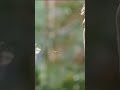 Vijay Deverakonta Rashi Khanna Best Romantic Scene World Famous Lover Viralshorts Vijaydevarakonda