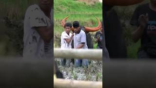 Download lagu Kerbau Raksasa Ganteng Asal Toraja mp3 Download lagu Kerbau Raksasa Ganteng Asal Toraja mp3