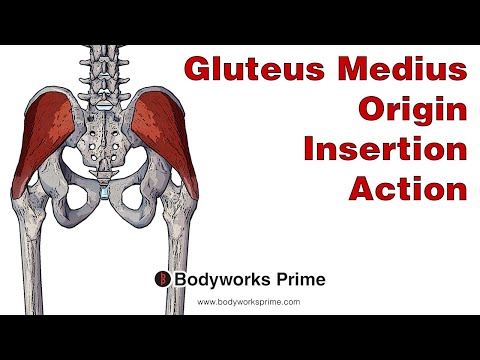 Gluteus Medius Anatomy: Origin, Insertion & Action