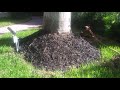 Improper Mulching Of Palm Trees Can Cause Trunk Rot