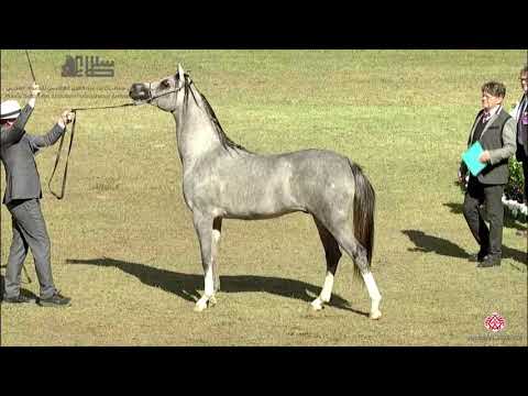 N.173 SULTAN AL TINHAT - 2020 PSAIAHF Al Khalediah Show - Colts 2 Years Old (Class 5)