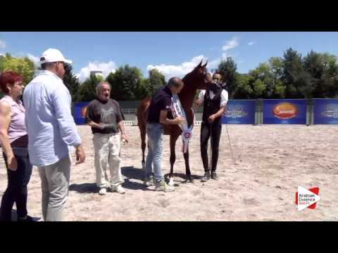 2nd place N.11 NAVAR DI MAR - Festival FVG 2015 - Yearling Colts Championship (Class 14)
