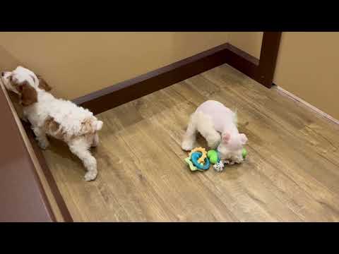 Cavapoo - 4799 video preview