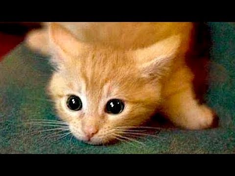 Are ORANGE CATS the FUNNIEST CATS? - Super FUNNY COMPILATION that will make you DIE LAUGHING