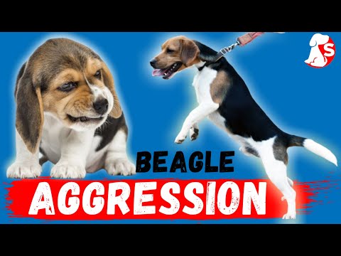 2nd YouTube video about are beagles aggressive