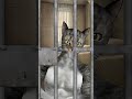 Swolekat Is The Naughty Cat Of The Week