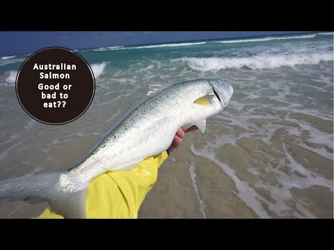 Australian Salmon [3] BEST WAYS OF COOKING