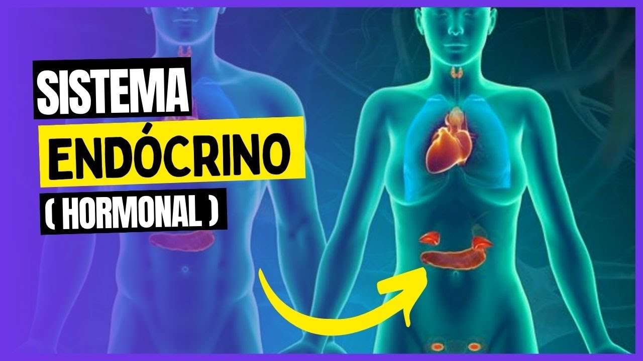 SISTEMA ENDÓCRINO  - HORMÔNIOS