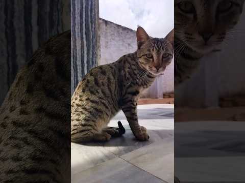 billi aawaz | billi ki aawaz | cat video | cat ki aawaj | move | cat aawaz | cat sound | #shorts