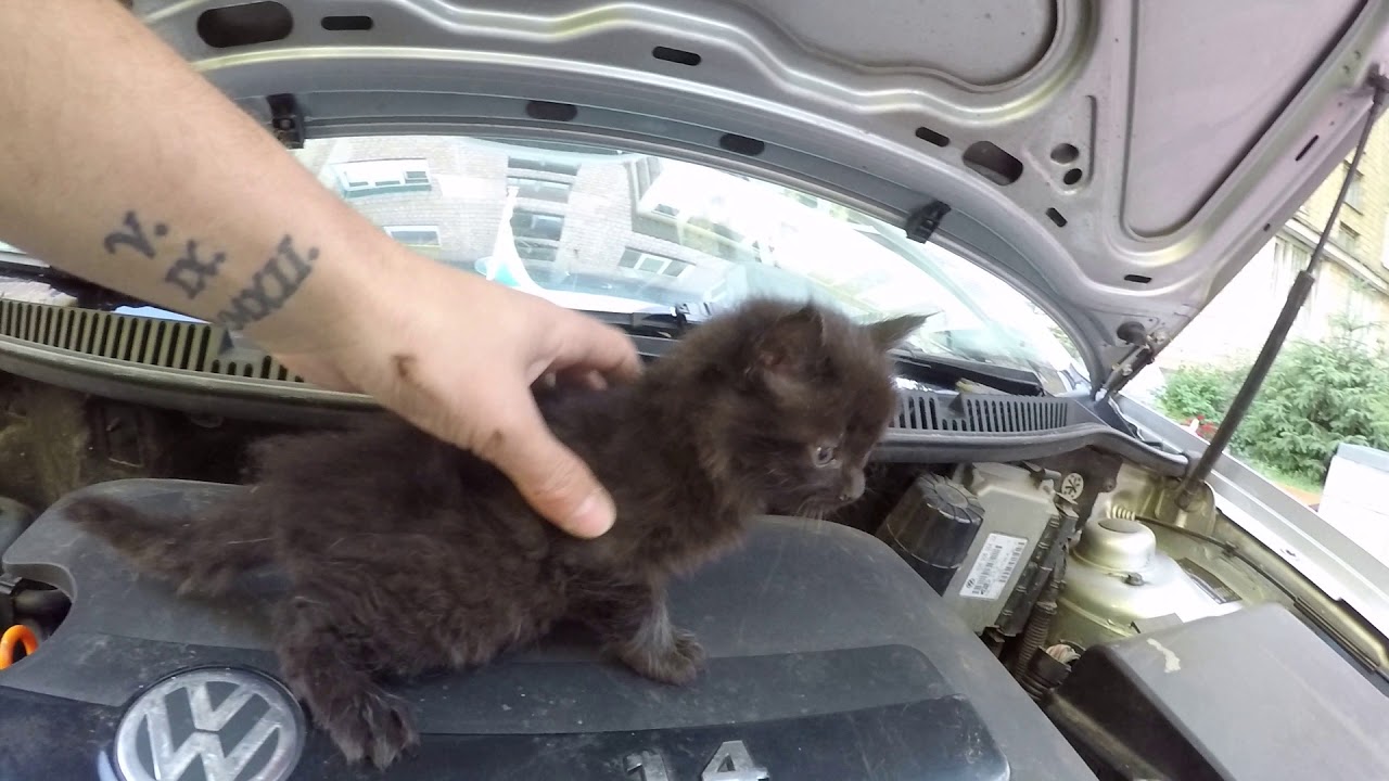 Котята под капотом