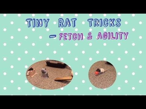 Tiny Rat Tricks - Fetch + Agility!