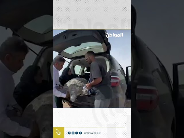 إنقاذ سلحفاة ابتعدت عن شاطئ أملج