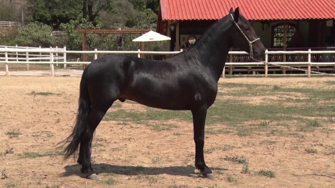 DICA – AVALIAÇÃO DOS APRUMOS DOS CAVALOS