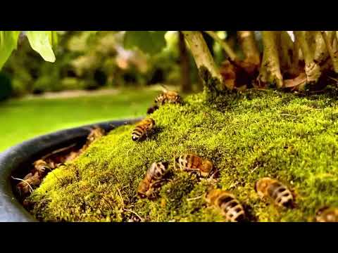 Bonsai are important ...