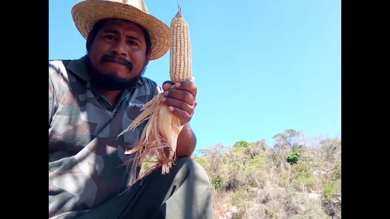 ventajas y desventajas del maiz híbrido y semillas originarias??