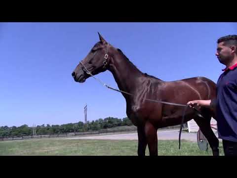 Jessica Otten speaks with Joe Holloway about Early Action - Meadowlands Pace 2022