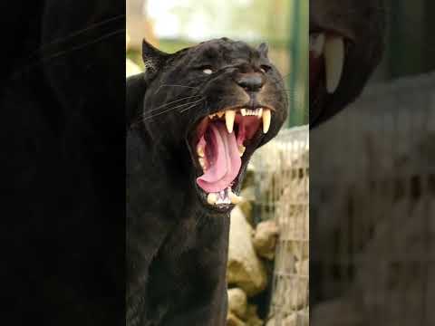 Magnificent Neron! 😻 #shorts #jaguar #cats