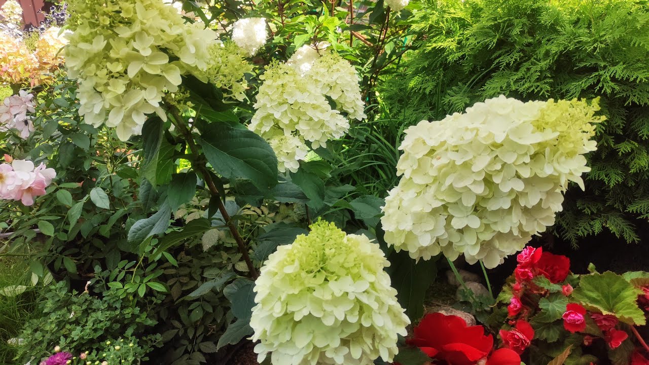 Гортензия метельчатая Сильвер Доллар ????????Hydrangea paniculata `Silver Dollar`