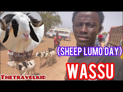 Biggest Sheep trade in the Gambia (LUMO) at WASSU @Thetravelkid3164