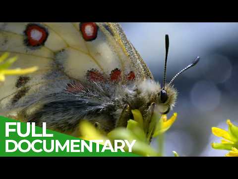 Butterflies Nature s Graceful Helpers