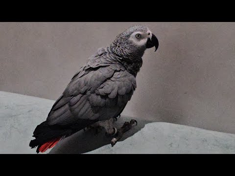 Kasco كاسكو  কাকাতুয়া 🐦। আমার আদরের পাখি #nature #birds #اكسبلور