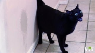 Ben Has Made Peeing in the House a Full Time Job | My Cat From Hell