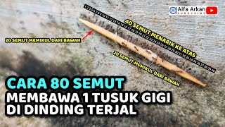 ♥️ Masya Allah! Semut Super Gotong Royong Angkat Tusuk Gigi Raksasa! 🐜✨
