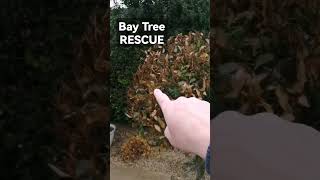 Bay Tree Resue. How to care for Bay Trees
