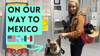 Flying to Mexico with a Pet in 2025 – What You Need to Know (Part 1)