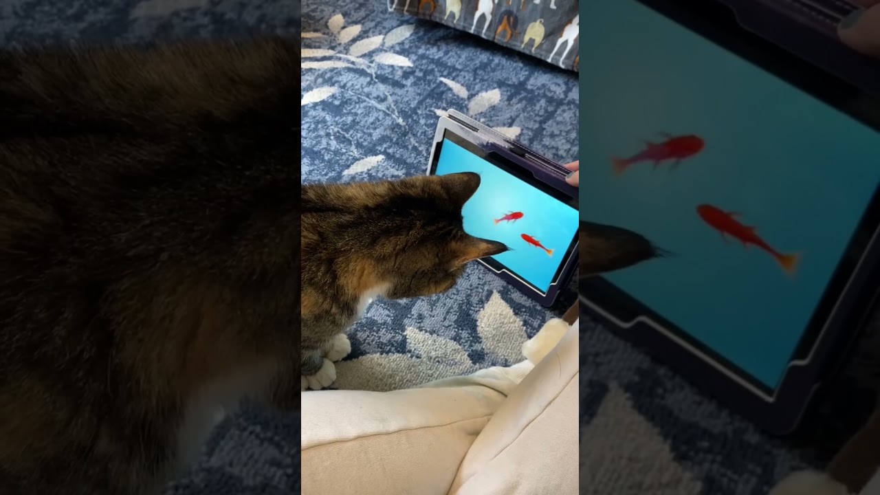 Winnie, a Adoptable Domestic Short Hair in Reisterstown, MD video 6/6