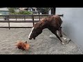 These Funny Horses Are A Must Watch Funniest Horses Videos P4