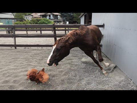 Ces drôles de chevaux sont à voir absolument ! - vidéos de chevaux les plus drôles p4