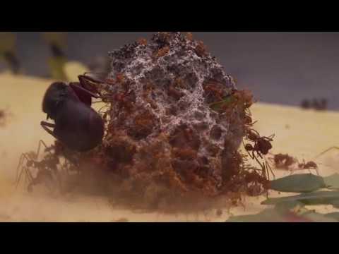 Atta sexdens #1, Poczatek hodowli