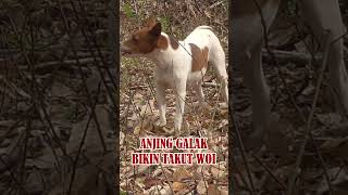 Download lagu Anjing Galak!  🐶 Suara Gonggongan yang Bikin Takut! #Shorts mp3