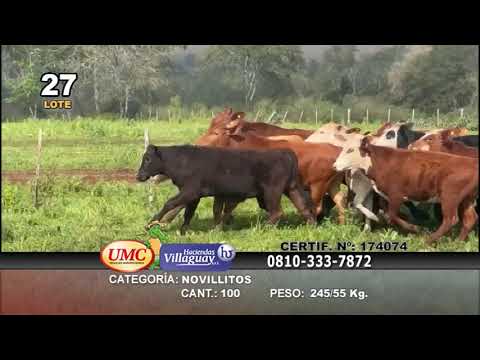 Lote 100 Novillitos en San Carlos, Corrientes