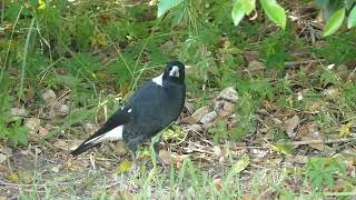 2018 Transpacific Repositioning Cruise - Taronga Zoo Sydney - Australian Magpie