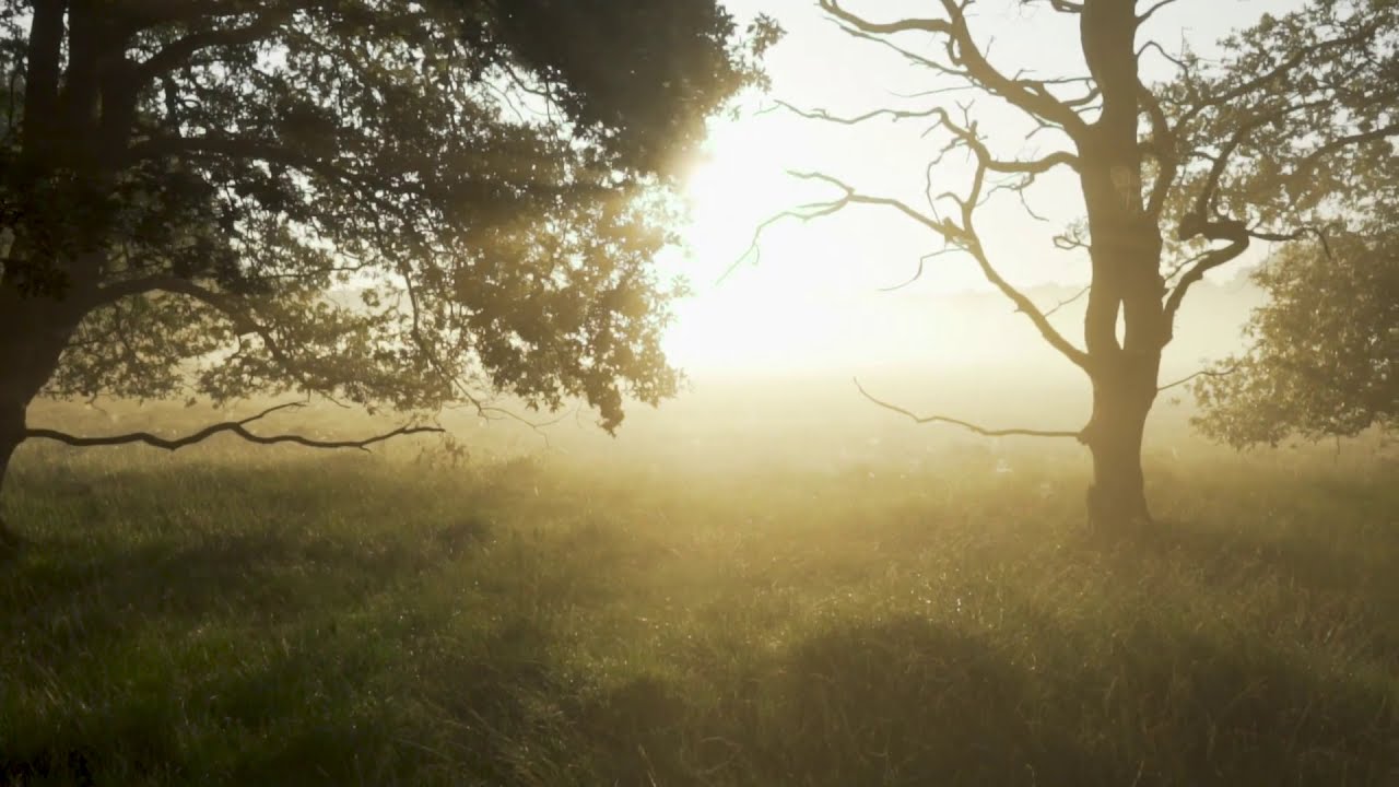 Forest HD Stock Video | Free stock footage | Free HD Videos - No Copyright | Free Stock Videos