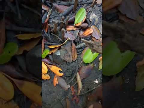 hunting for mud mussels