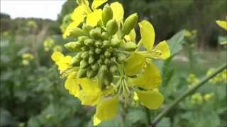 preview picture of video 'Bittercress (Barbarea vulgaris) / Herb Barbara - 2014--4-26'