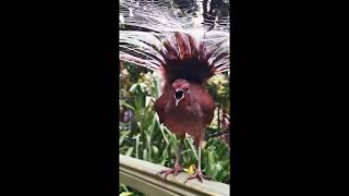 Download lagu Amazing Lyrebird sing Australia 2019 mp3