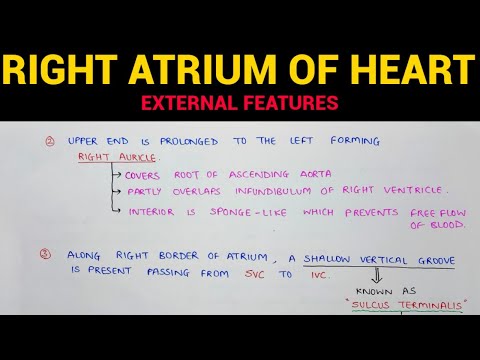 Right Atrium of Heart (1/2) | External Features | Anatomy | EOMS