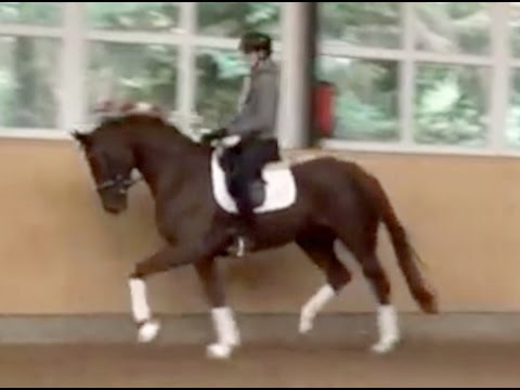 Mare by Sir Donnerhall x Gregory, 2013