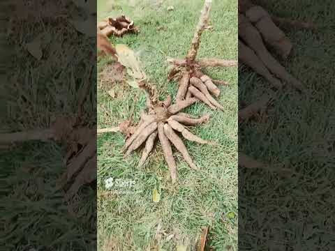 mostrando como a mandioca plantada em pé produz bem