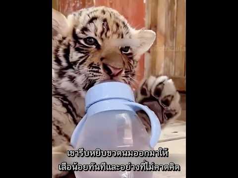 เมื่อเสือน้อยหิวโซเจอมนุษย์ใจดี